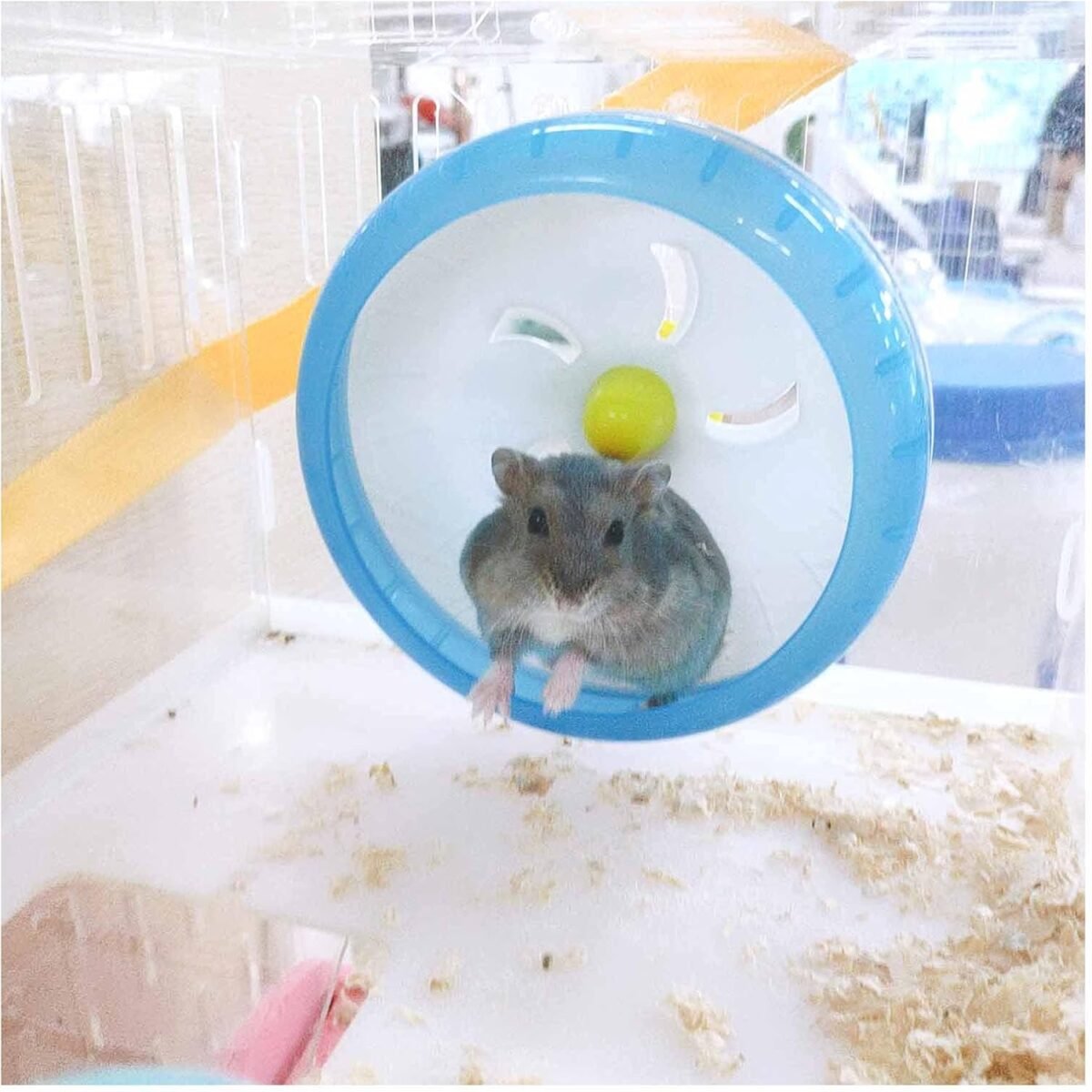 WishLotus Silent Running Wheel - Jogging Exercise Toy for Hamster Cage, Accessory for Dwarf Hamster, Golden Silk Shih Tzu Bear (Blue) - Image 6