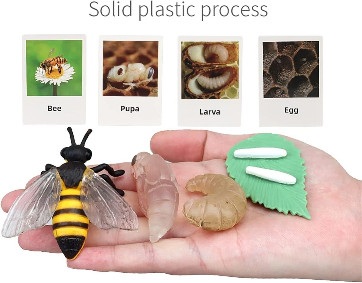 Montessori Bee Life Cycle with Flash Cards, Realistic Animal Figurines Toy, Animal Educational Matching Game for 3+ Year Old Toddlers Kids (Bee) - Image 3