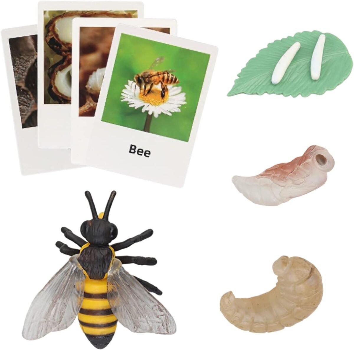 Montessori Bee Life Cycle with Flash Cards, Realistic Animal Figurines Toy, Animal Educational Matching Game for 3+ Year Old Toddlers Kids (Bee) - Image 2