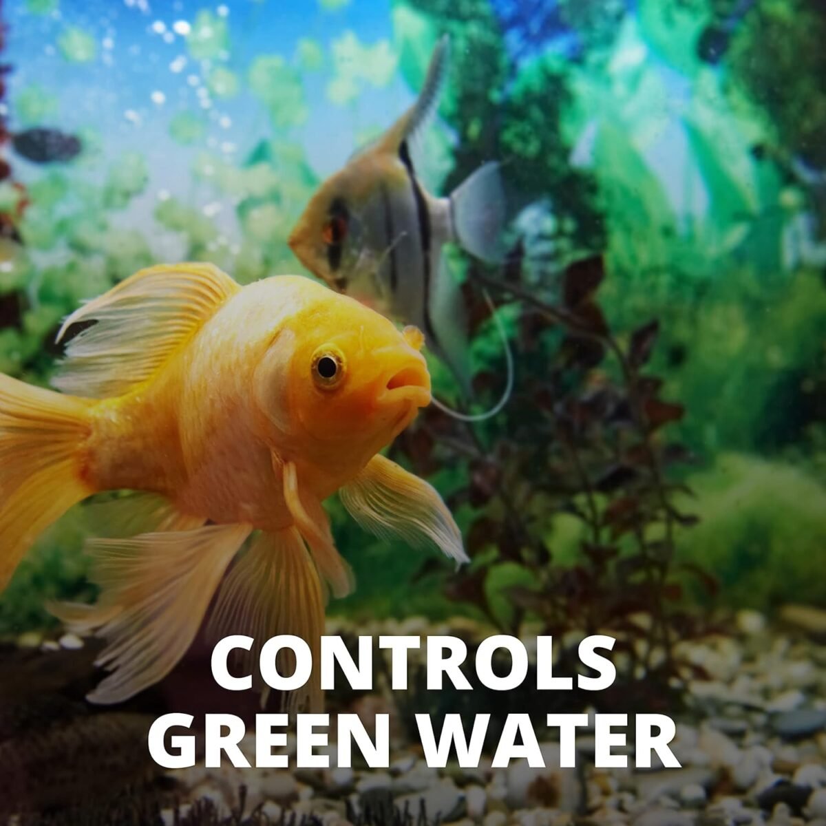 1747918561 tetra algae control liquid 3.38 ounces controls algae in aquariums.jpg