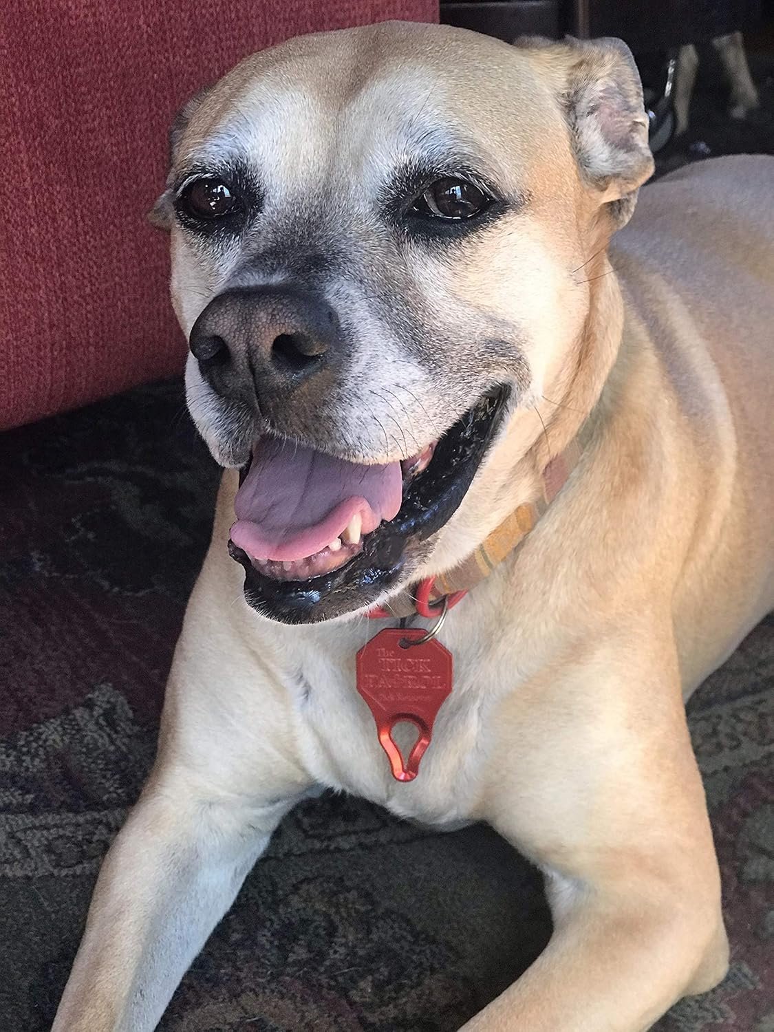 1749831570 the tick patrol tick remover tool for people pets stop ticks in their tracks assorted colors.jpg