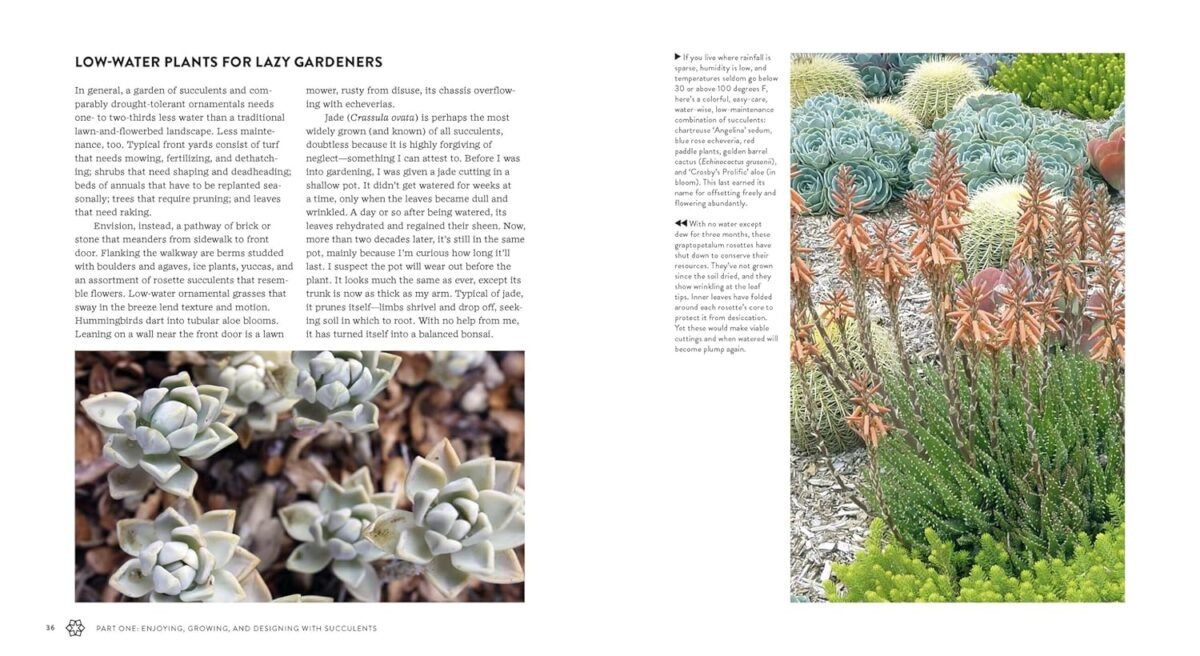 1750106127 succulents simplified growing designing and crafting with 100 easy care varieties.jpg