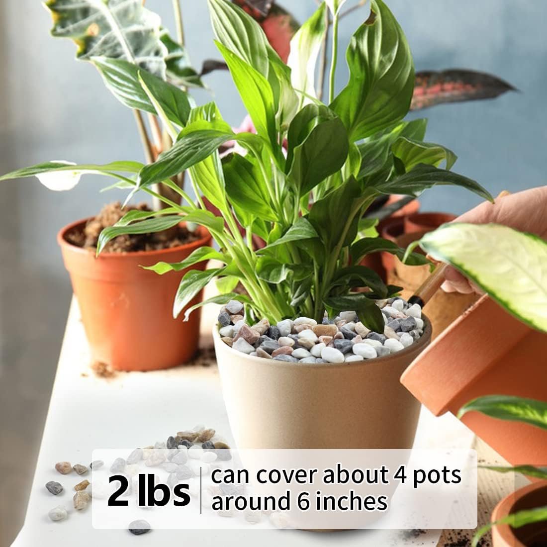 1750561526 2lb succulent and cactus gravel pebbles 15 inch natural decorative polished stones river rocks for vases aquariums terrarium and outdoor gardening mixed color.jpg